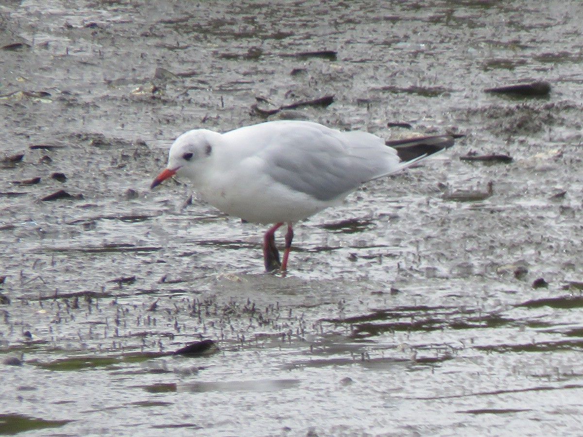 Black-headed Gull - ML642203410