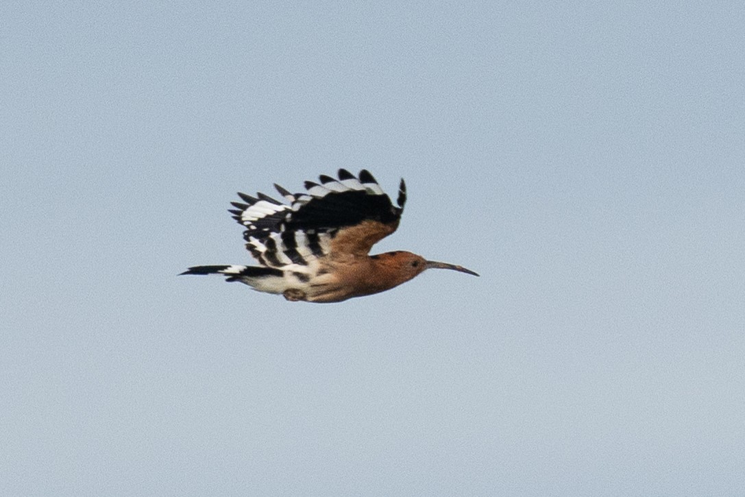 Eurasian Hoopoe - ML642203411
