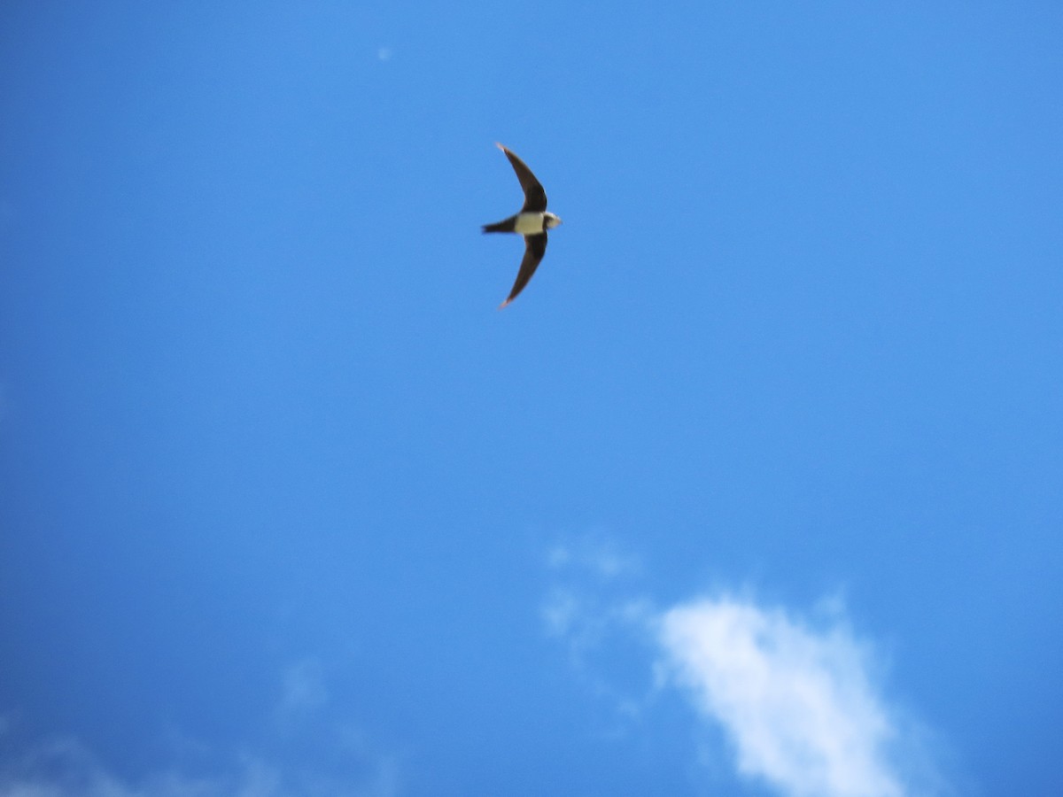 Alpine Swift - ML642203412