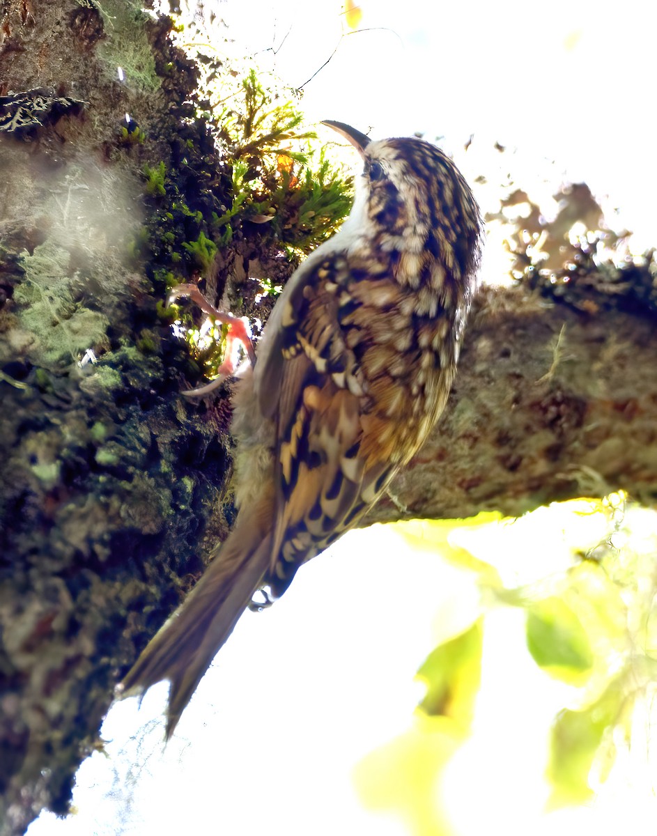 Sichuan Treecreeper - ML642203413