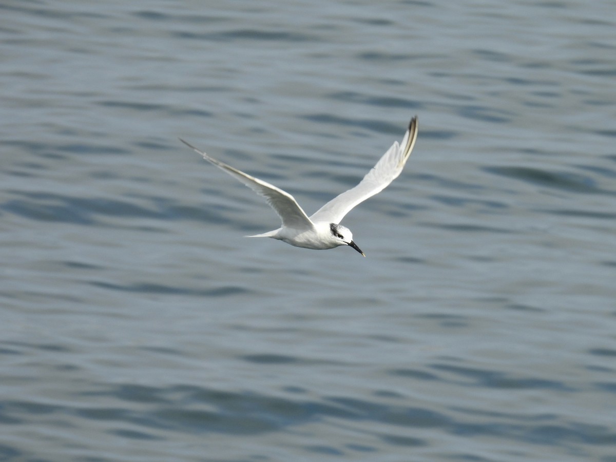 Sandwich Tern - ML642203414