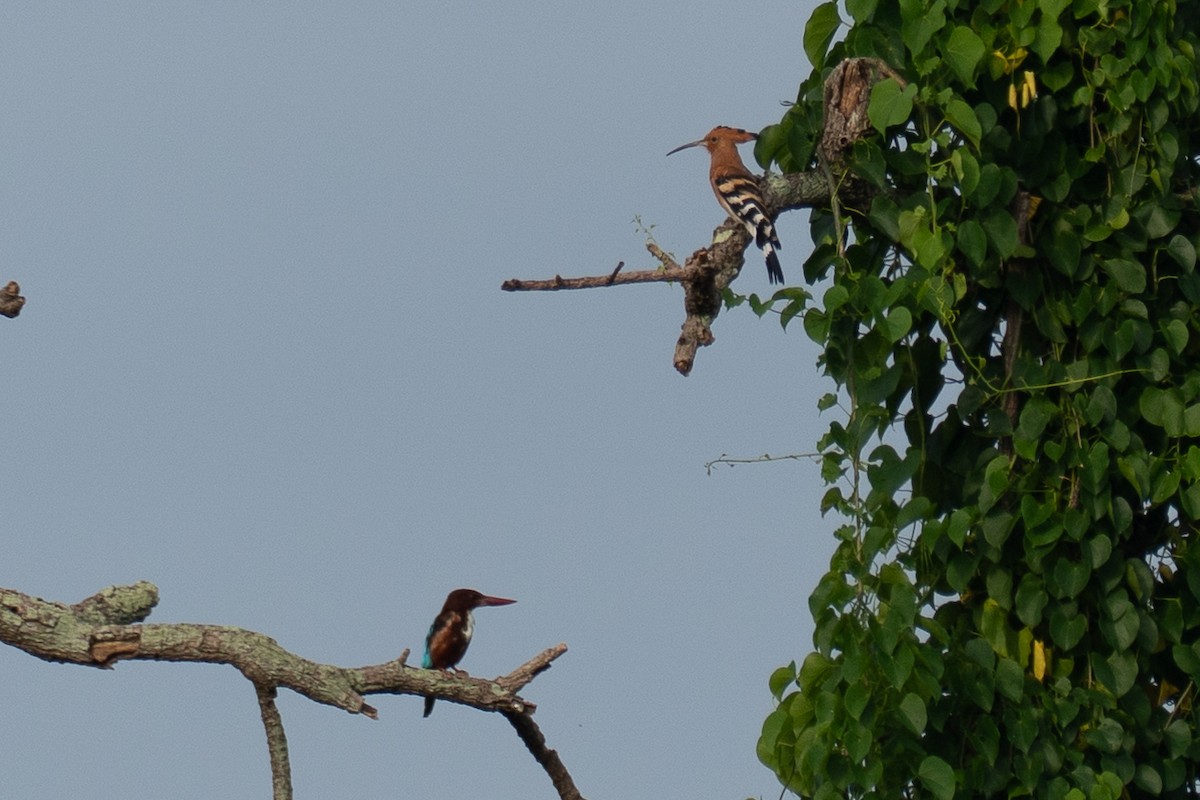 White-throated Kingfisher - ML642203415
