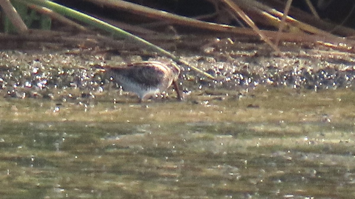 Common Snipe - ML642203416