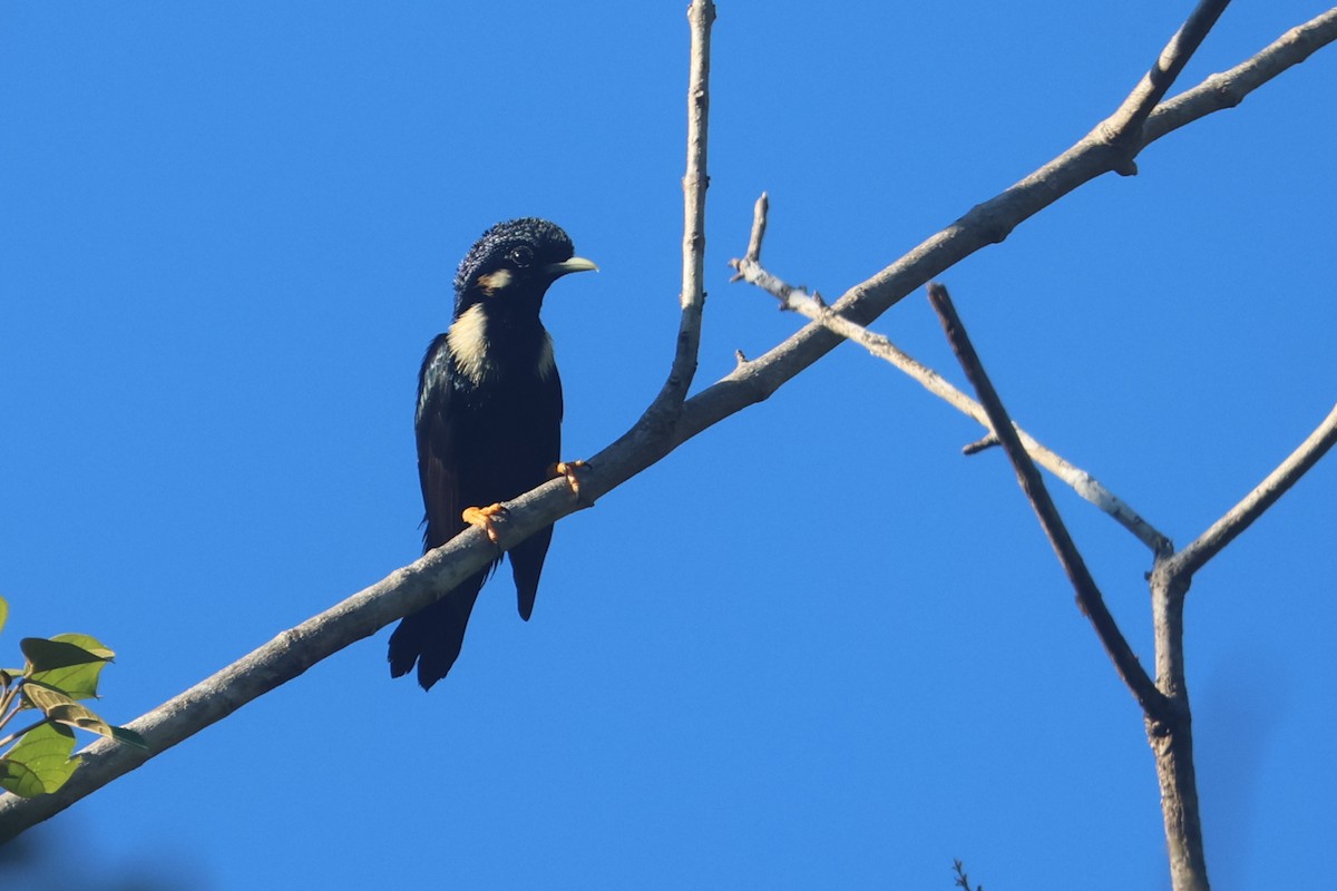 Sulawesi Myna - ML642203417