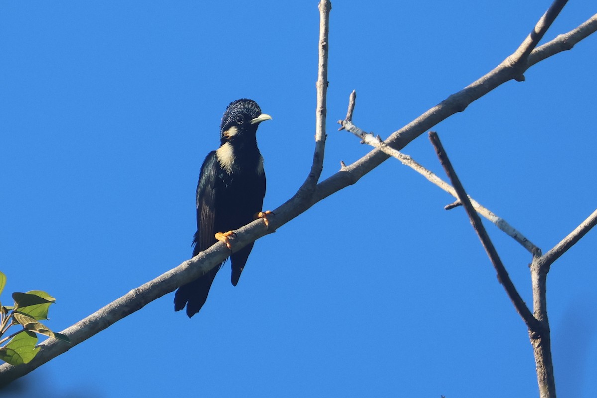 Sulawesi Myna - ML642203418