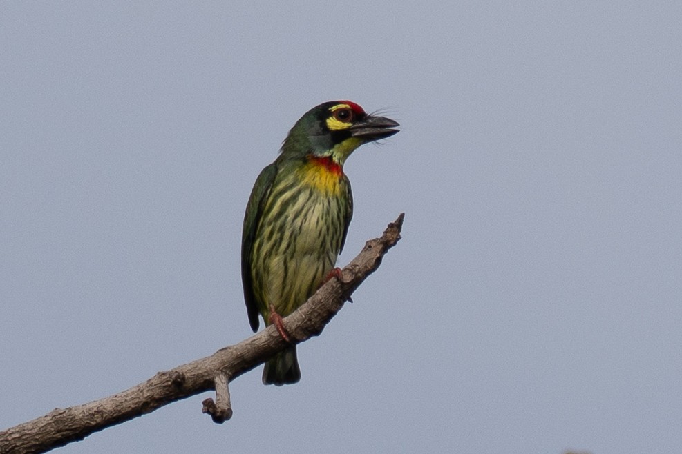 Coppersmith Barbet - ML642203420
