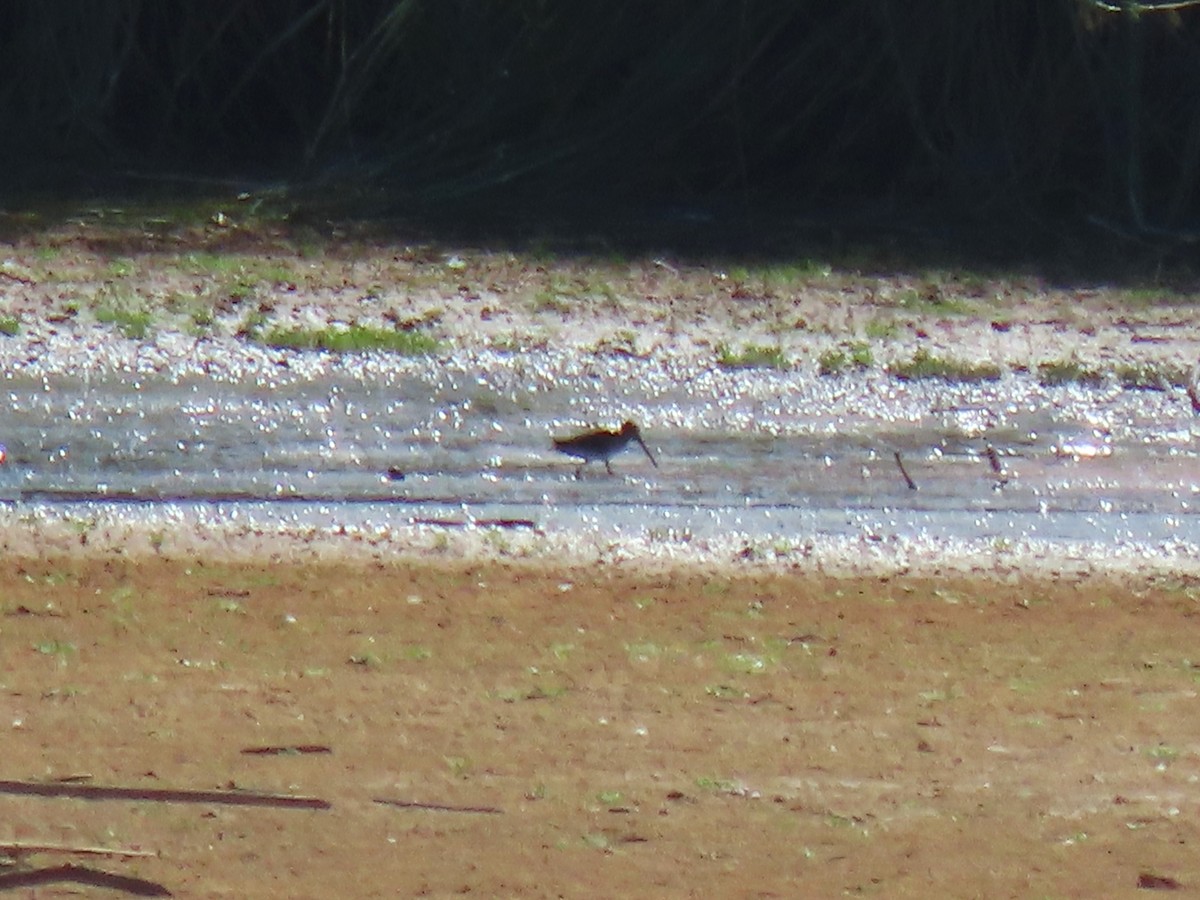 Common Snipe - ML642203421
