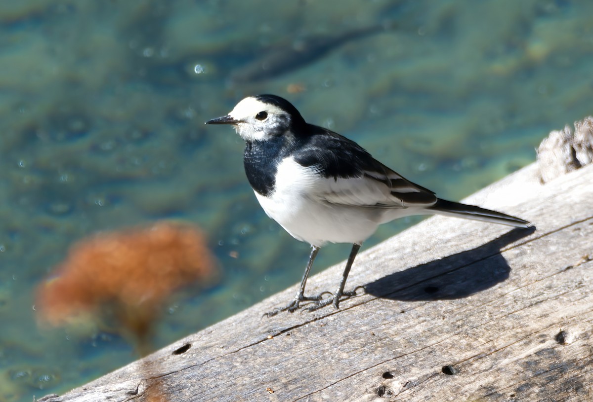 White Wagtail - ML642203422