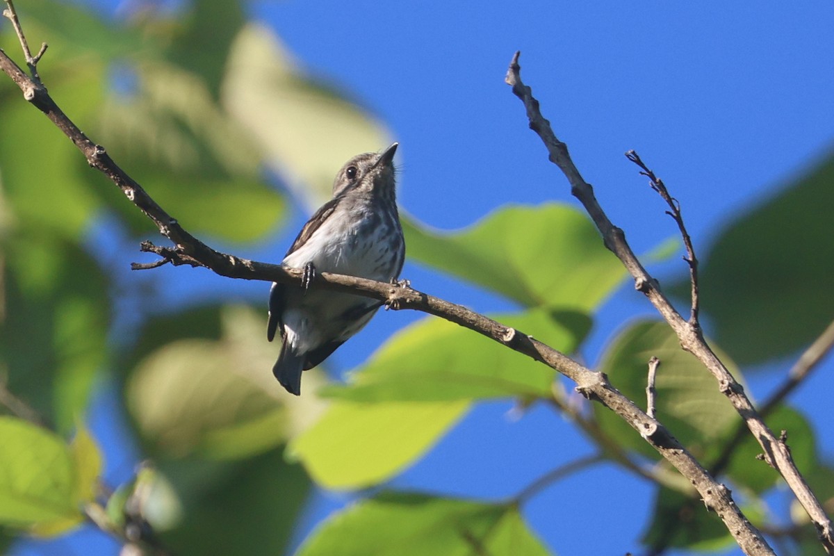 Sulawesi Brown Flycatcher - ML642203423