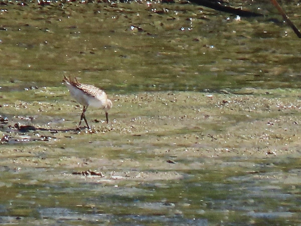 Wood Sandpiper - ML642203425