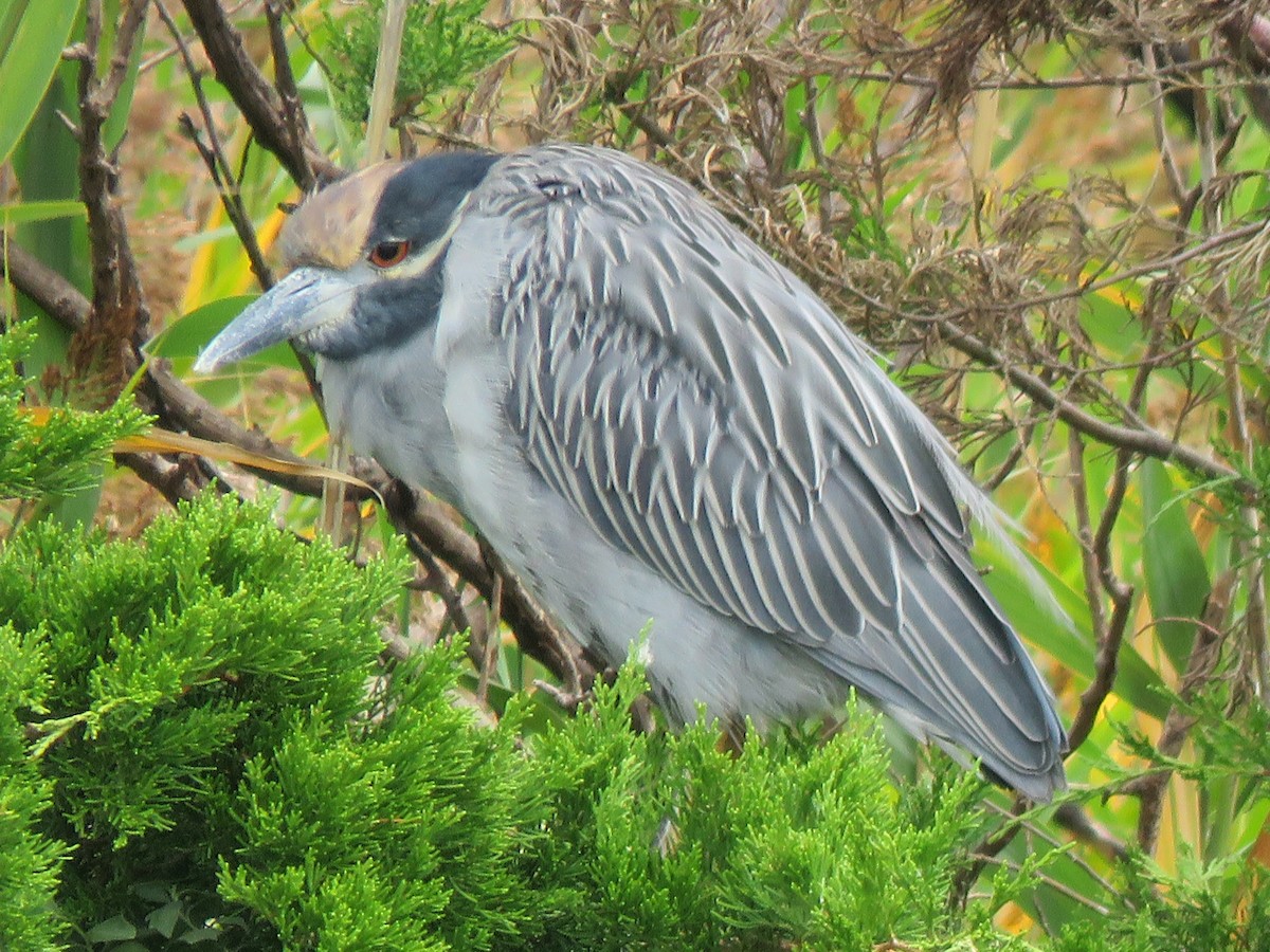 Yellow-crowned Night Heron - ML642203426