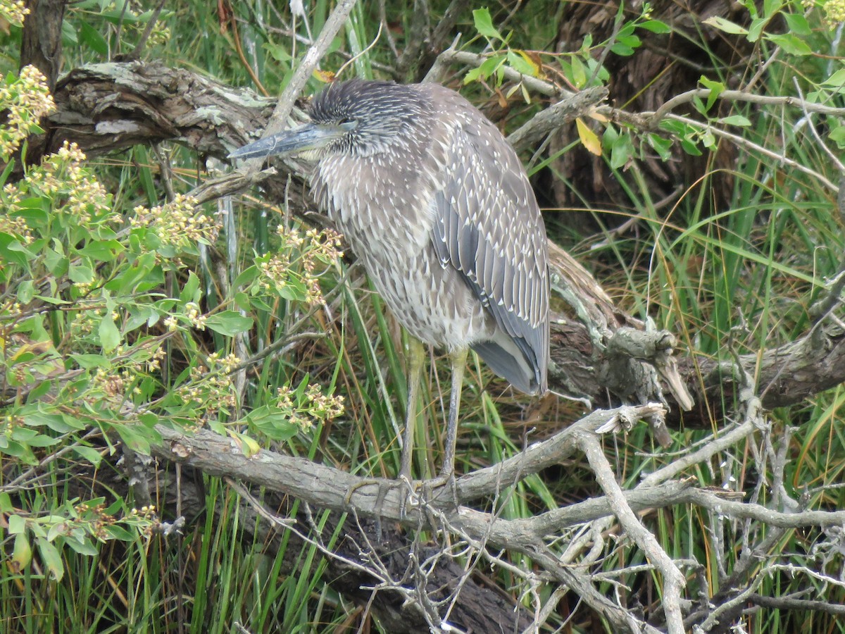 Yellow-crowned Night Heron - ML642203427