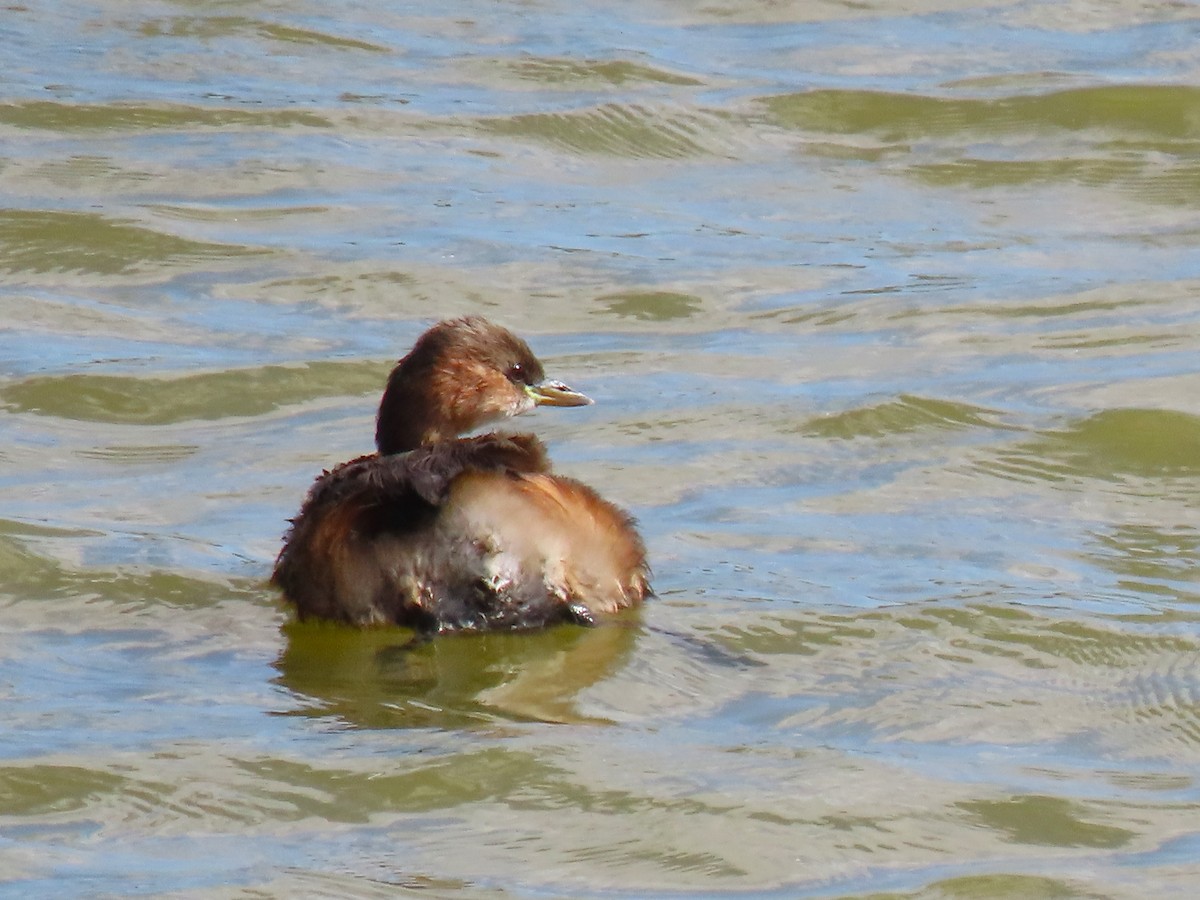 Little Grebe - ML642203428
