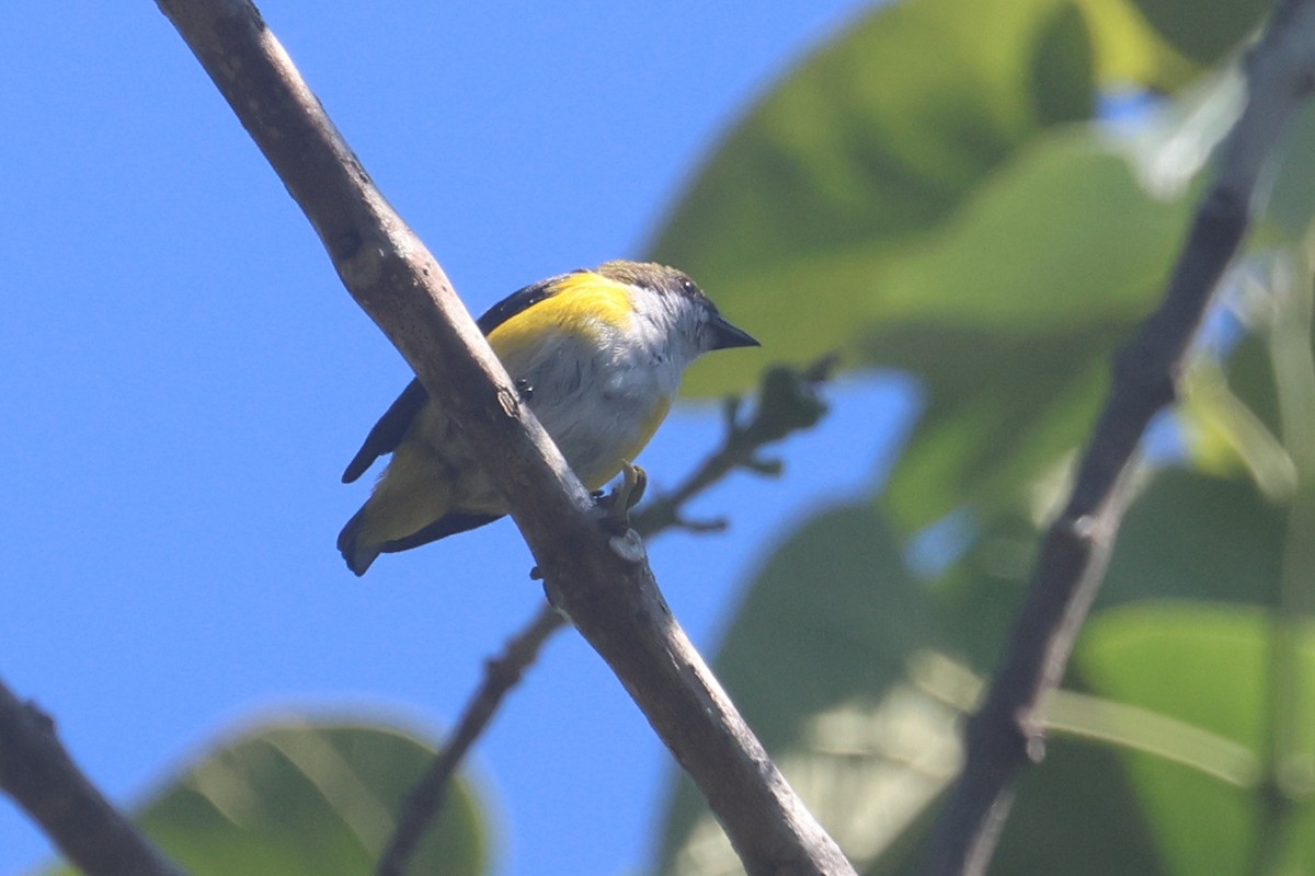 Yellow-sided Flowerpecker - ML642203429