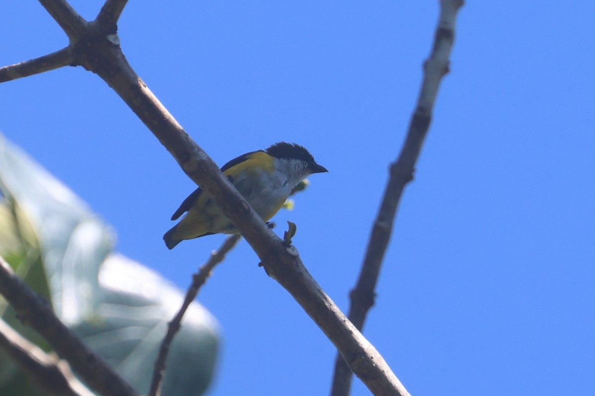 Yellow-sided Flowerpecker - ML642203430