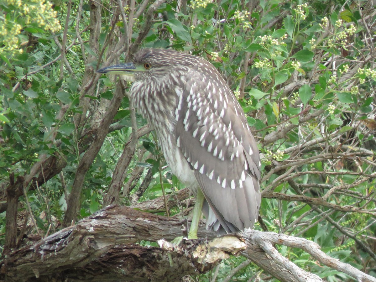 Black-crowned Night Heron - ML642203431