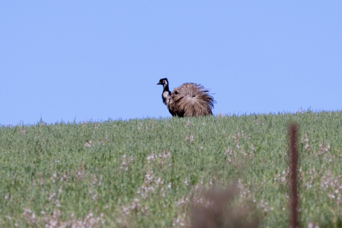 Emu - ML642203432