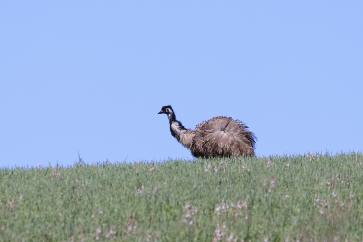 Emu - ML642203433