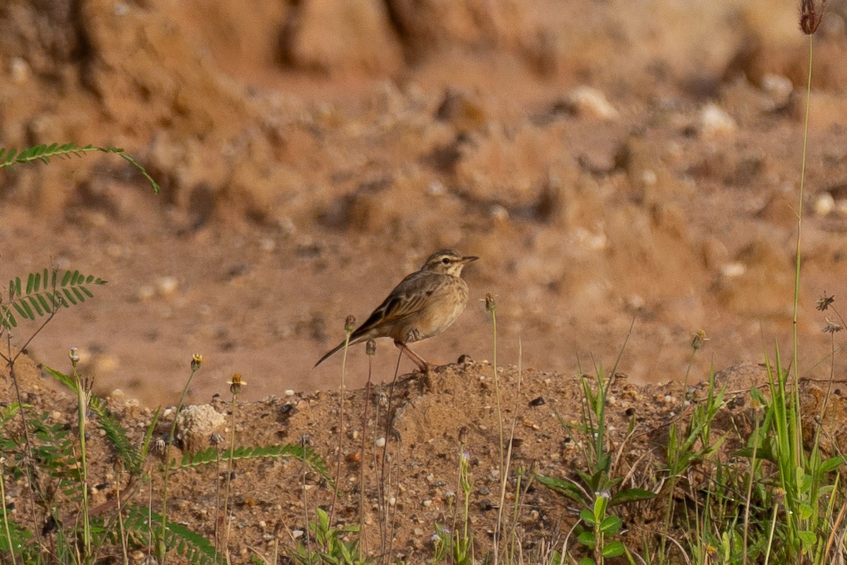 Paddyfield Pipit - ML642203435