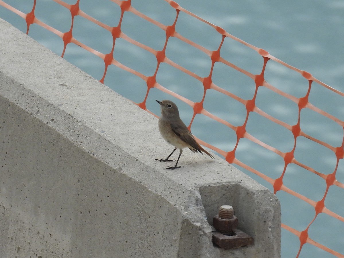 Common Redstart - ML642203436