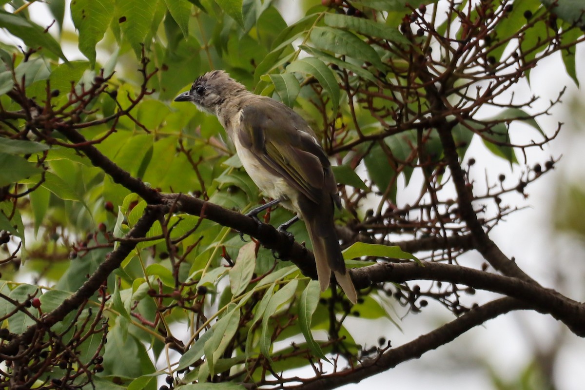 Light-vented Bulbul - ML642203437