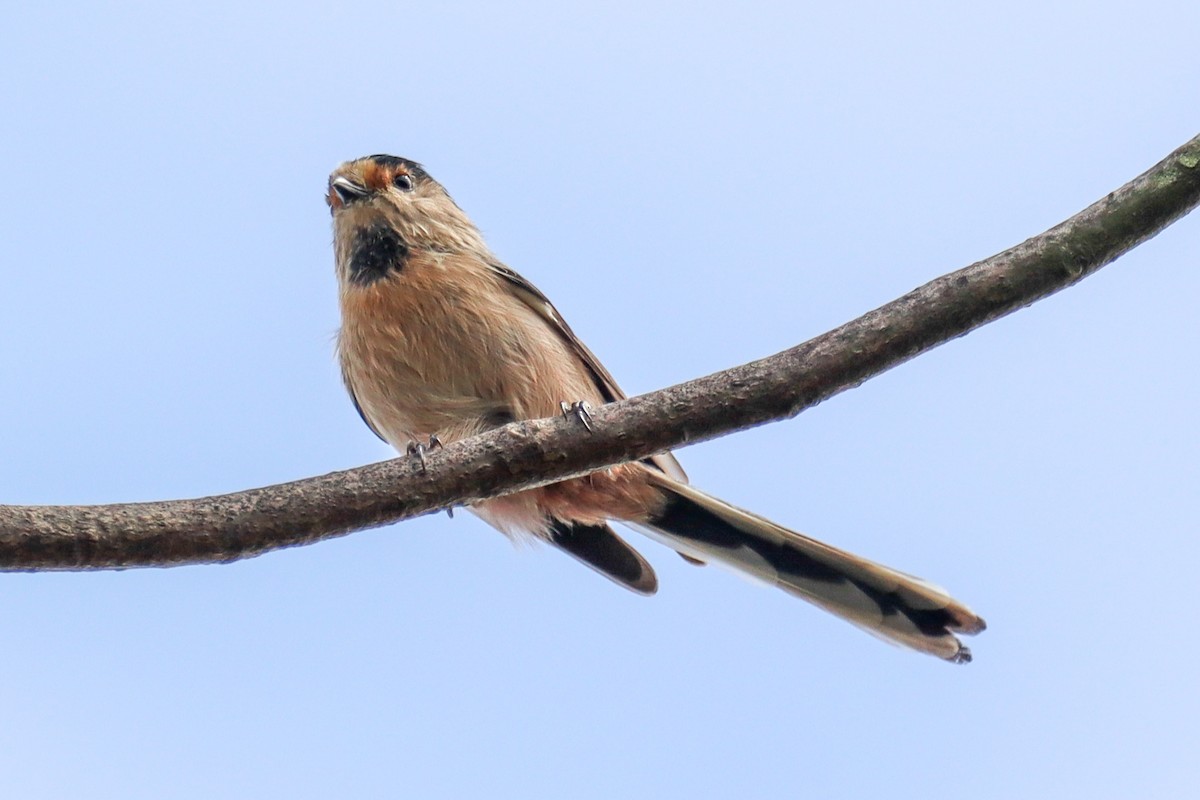 Silver-throated Tit - ML642203439