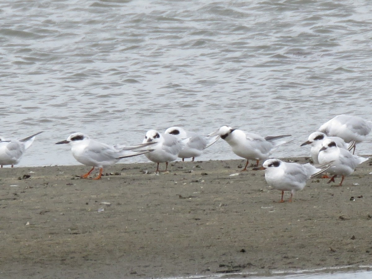 Forster's Tern - ML642203456