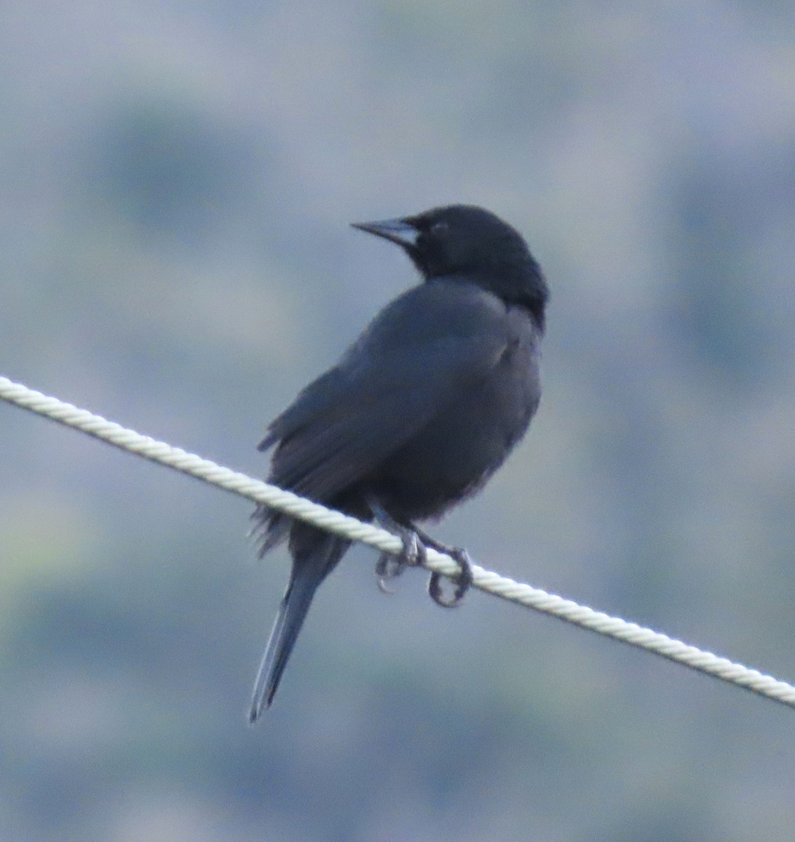 Austral Blackbird - ML642203520