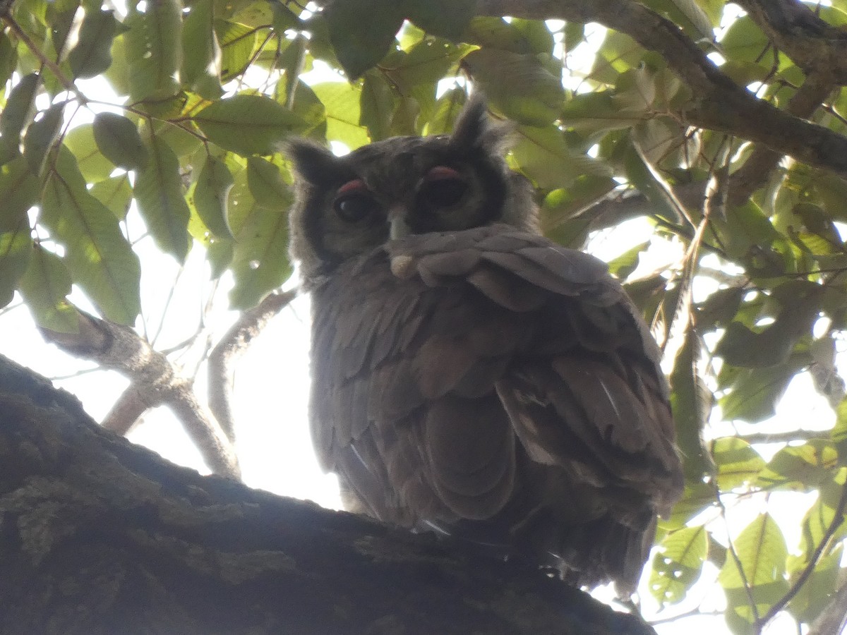 Verreaux's Eagle-Owl - ML642203521