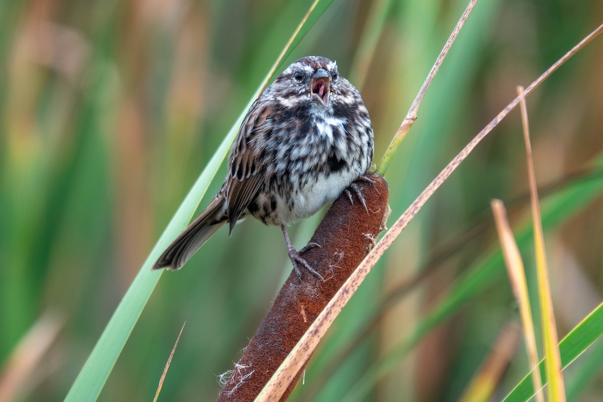 Song Sparrow - ML642203522