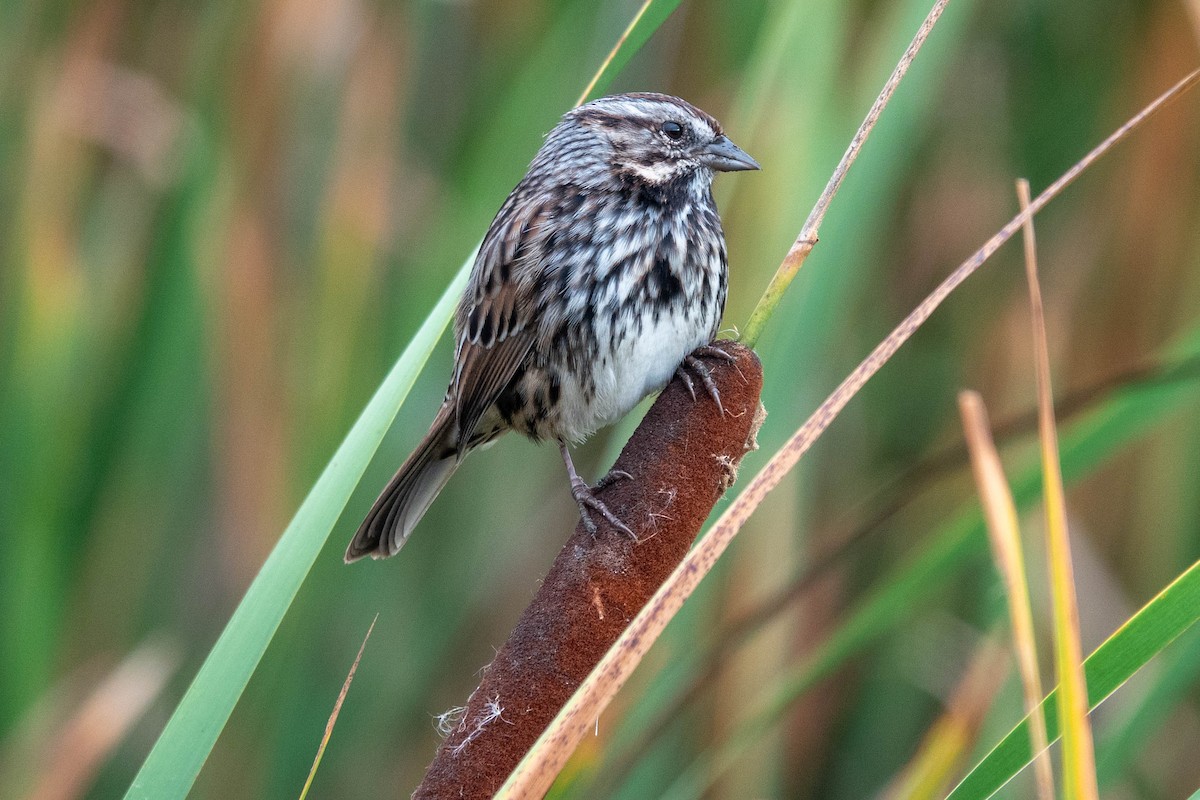 Song Sparrow - ML642203523
