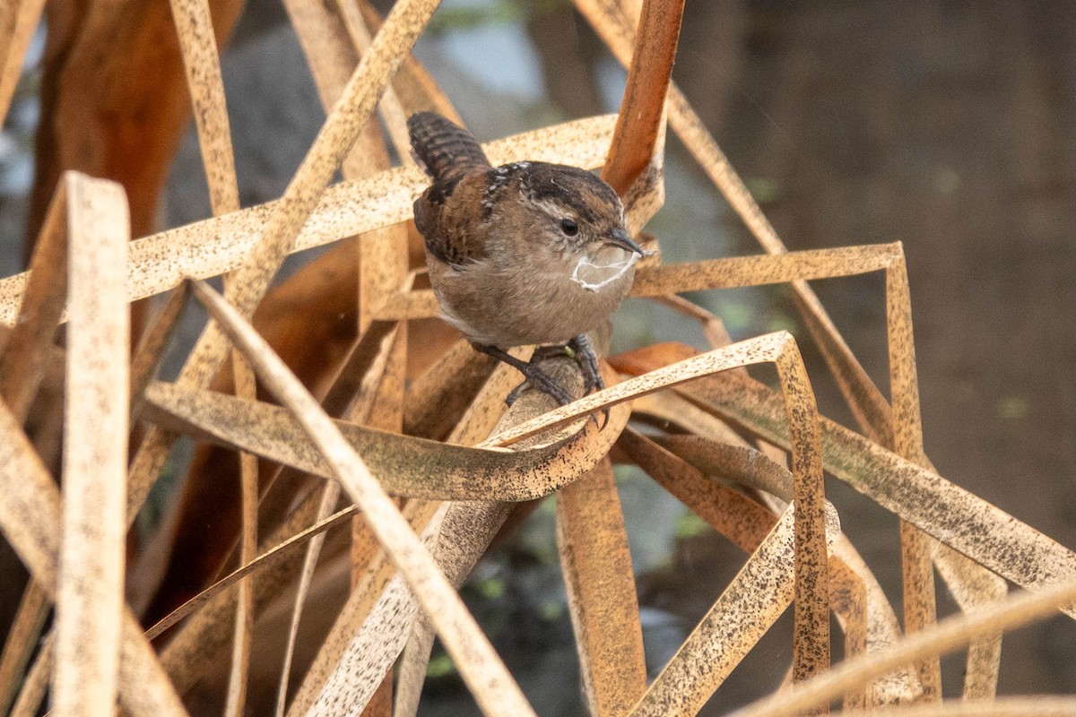 Marsh Wren - ML642203528