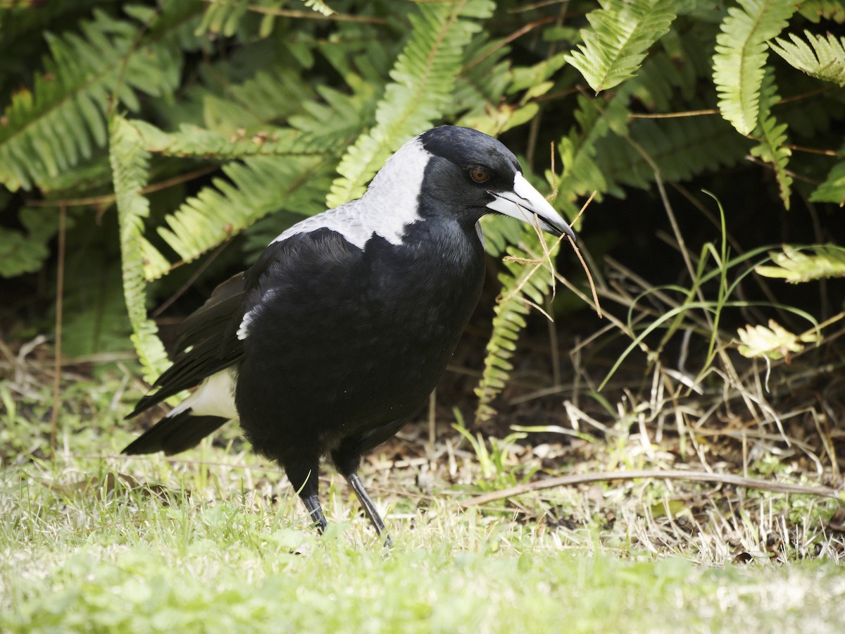 Australian Magpie - ML642203531