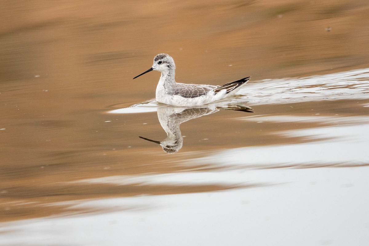 Wilson's Phalarope - ML642203535