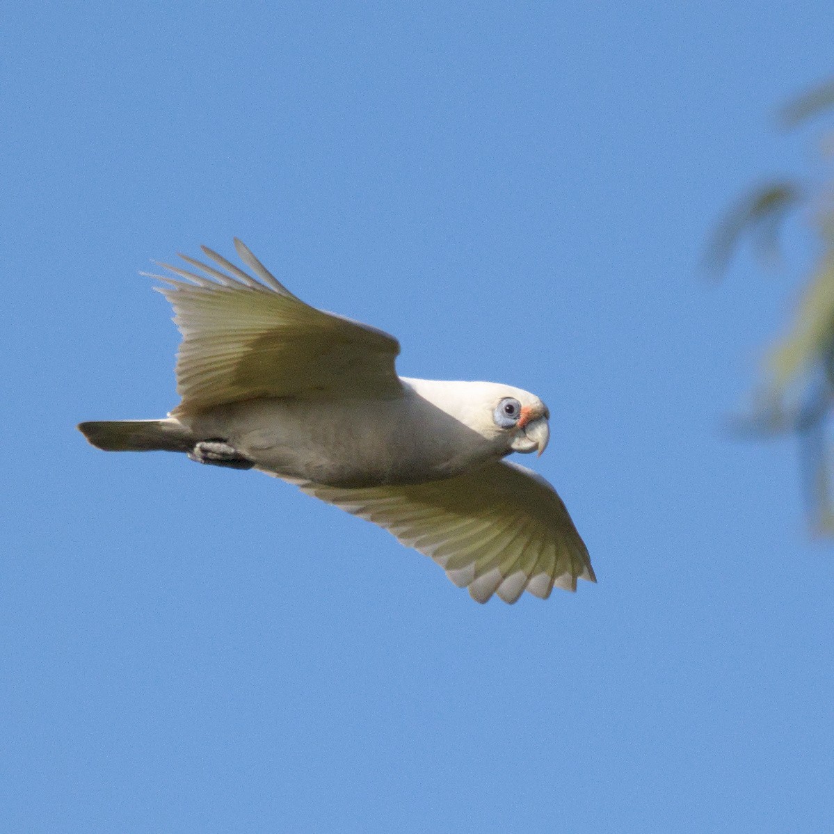 Little Corella - ML642203536