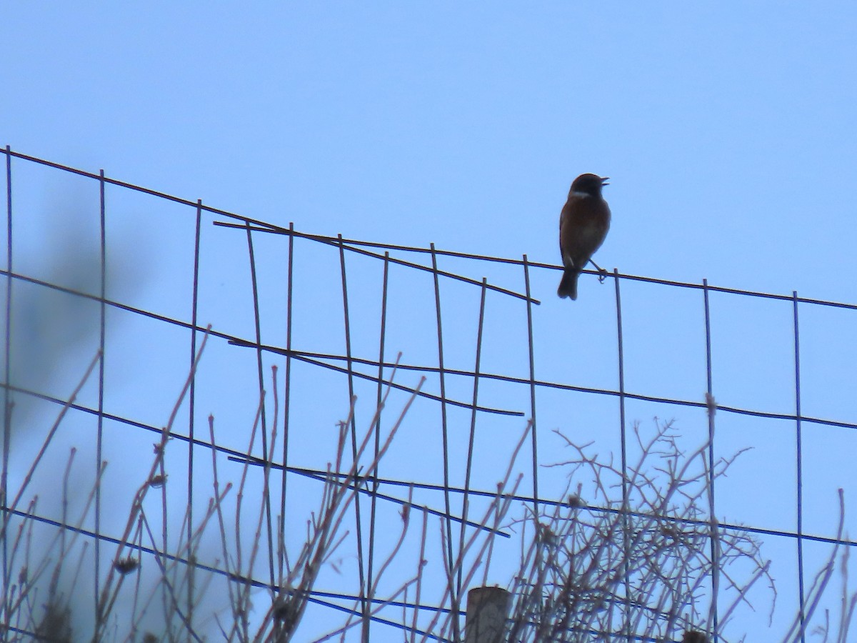 European Stonechat - ML642203541
