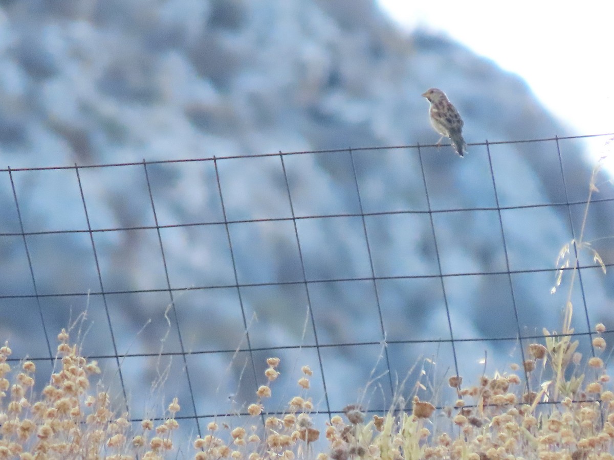 Italian Sparrow - ML642203542