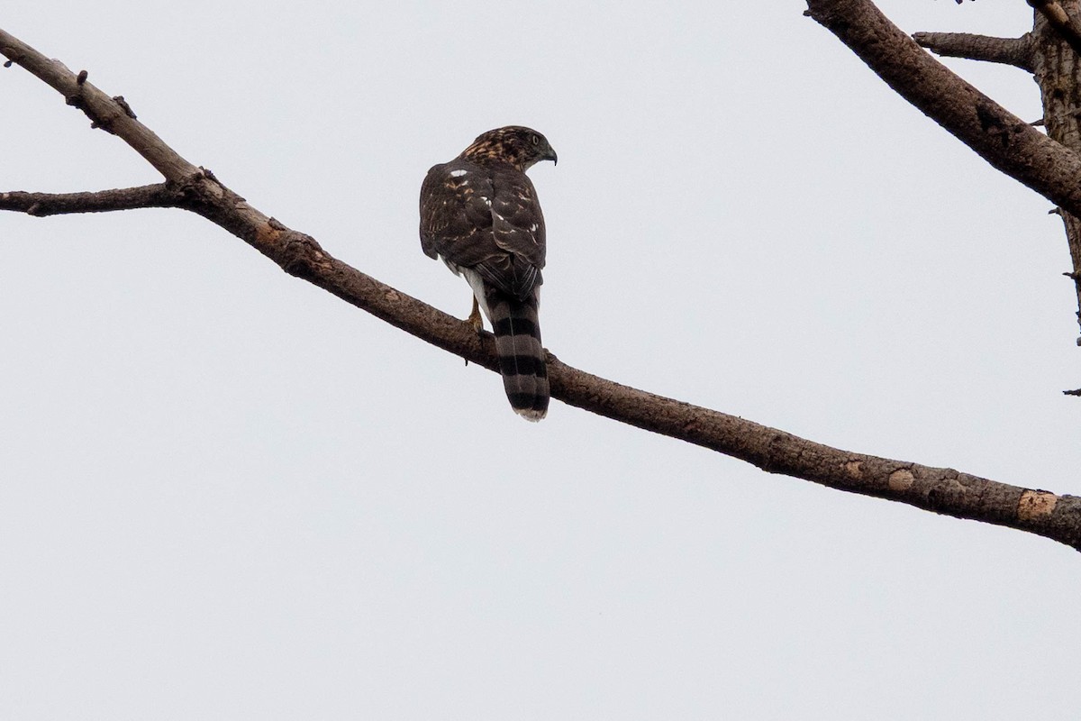 Cooper's Hawk - ML642203545