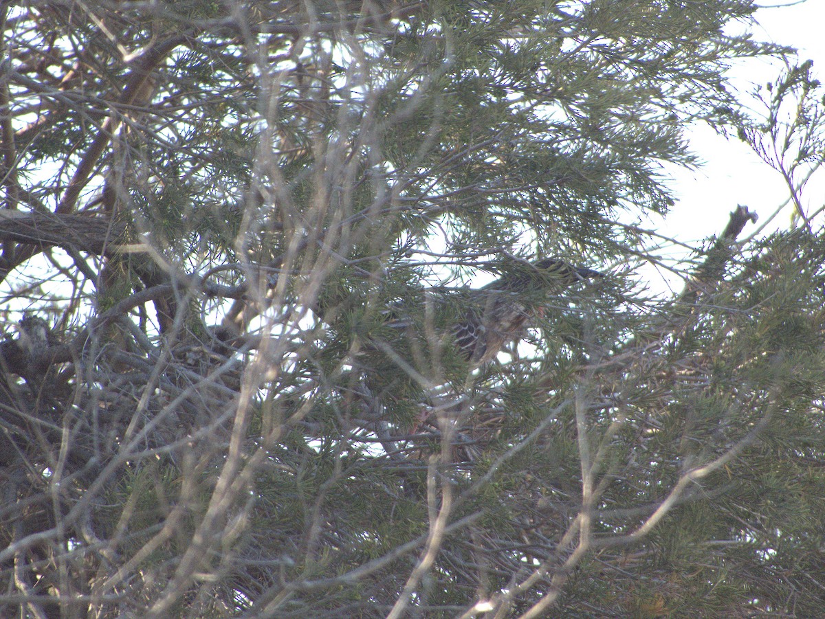 Red Wattlebird - ML642203546