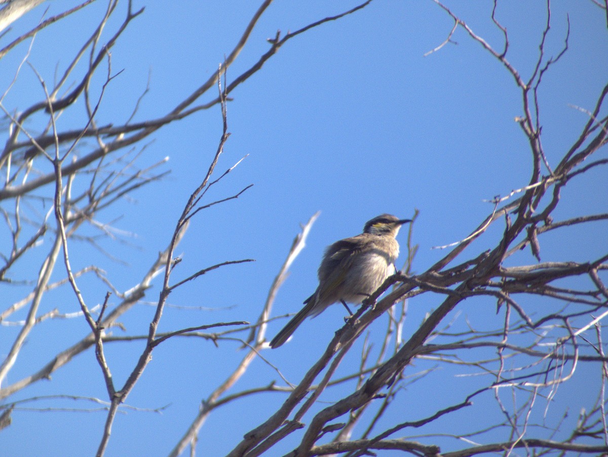 Singing Honeyeater - ML642203549