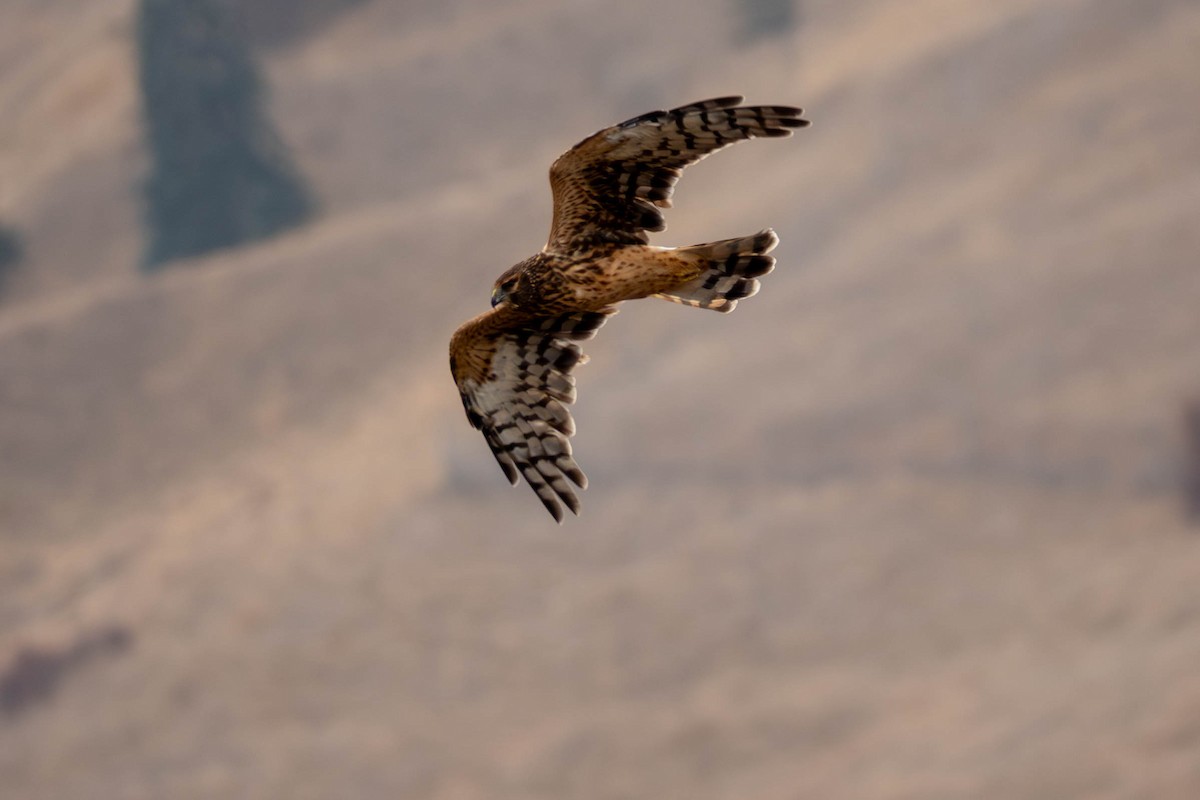 Northern Harrier - ML642203554