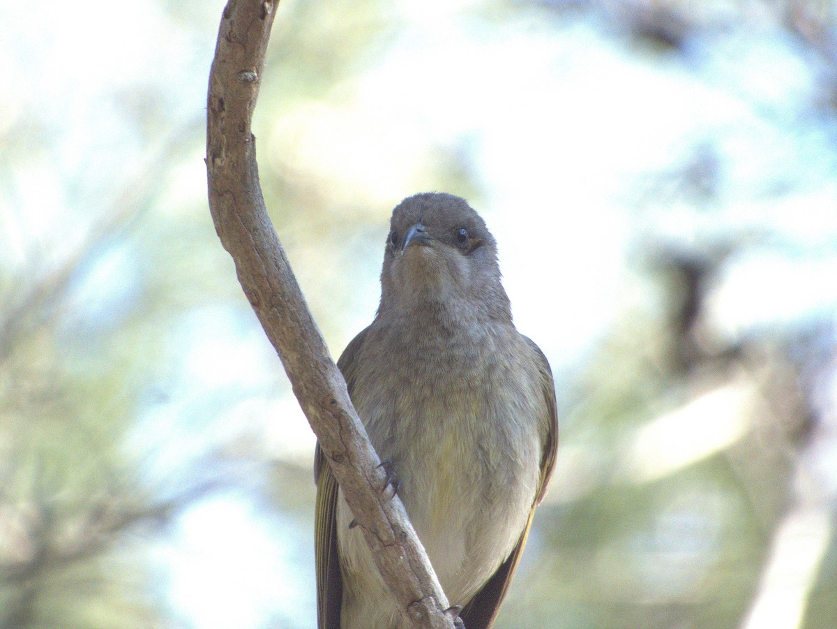 Brown Honeyeater - ML642203555