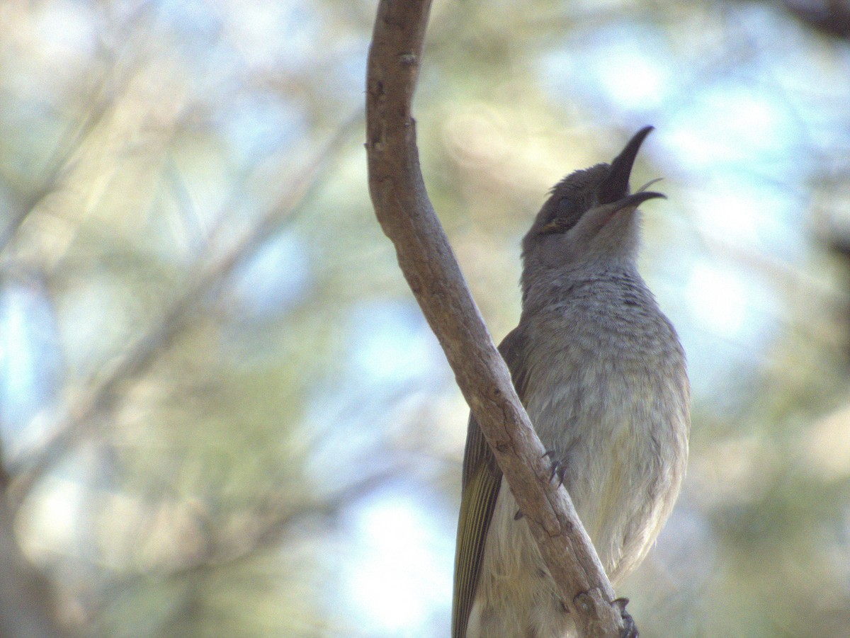 Brown Honeyeater - ML642203556