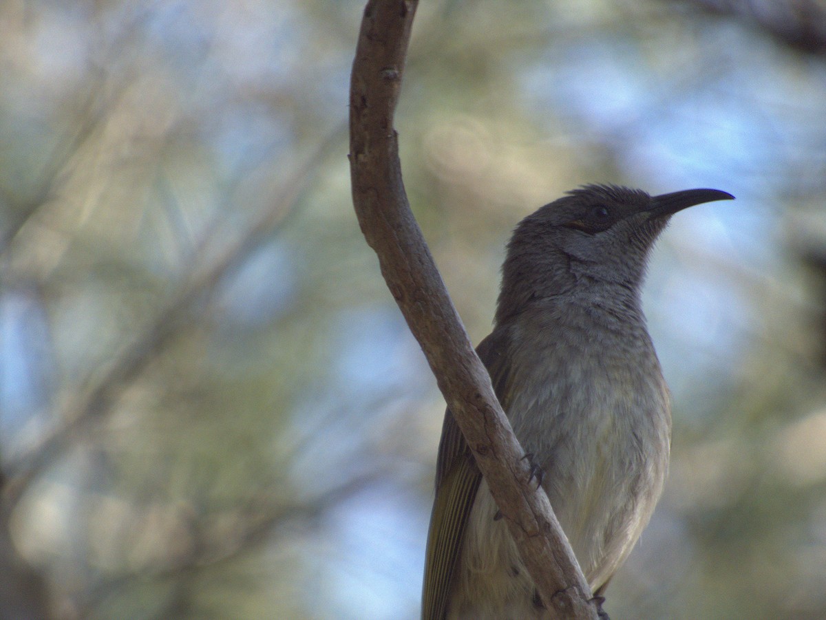 Brown Honeyeater - ML642203557