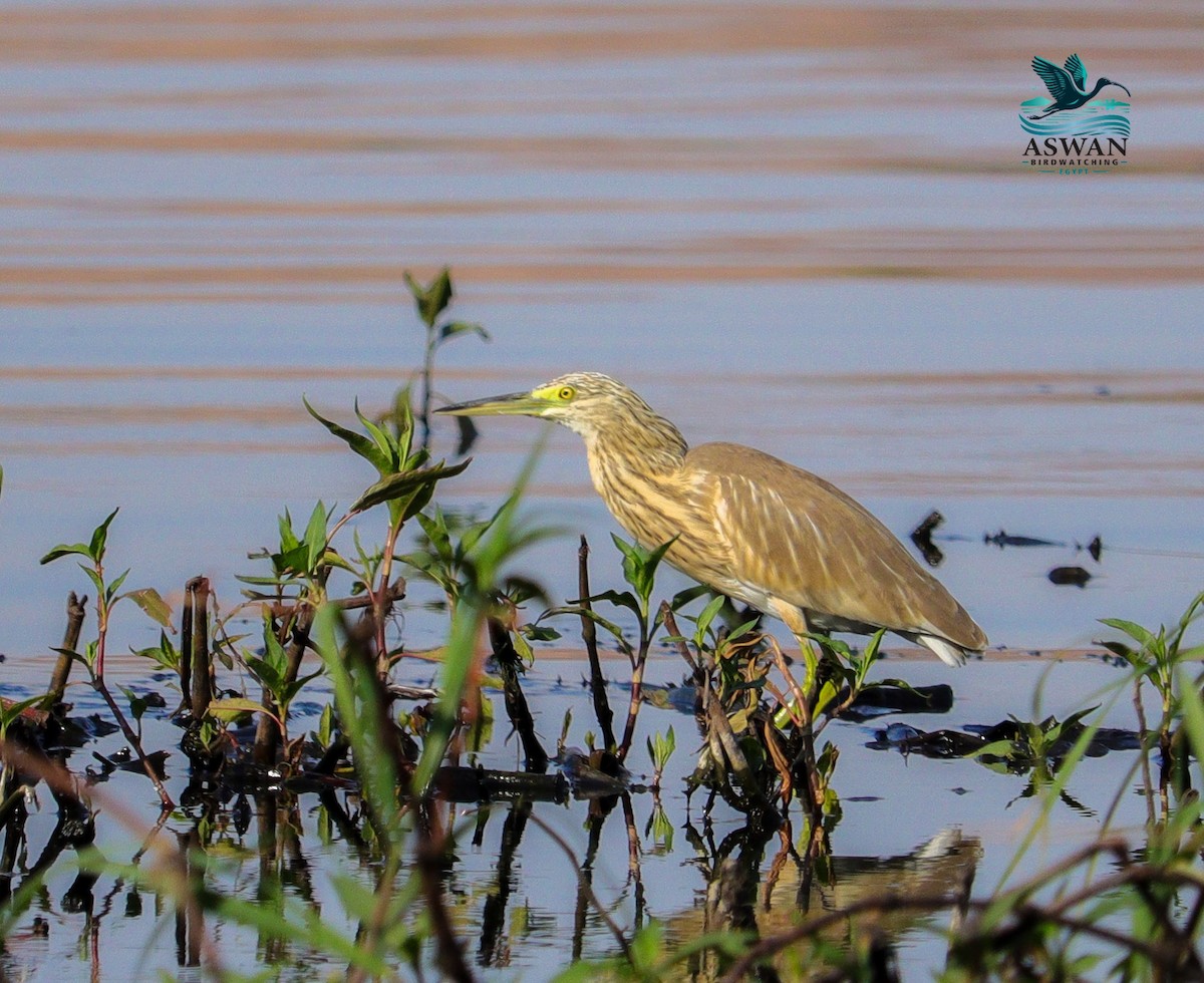 Squacco Heron - ML642203558