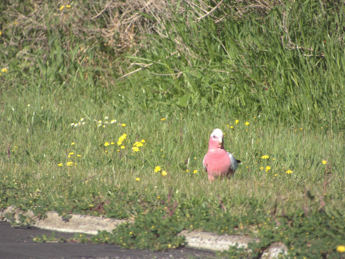 Galah - ML642203562