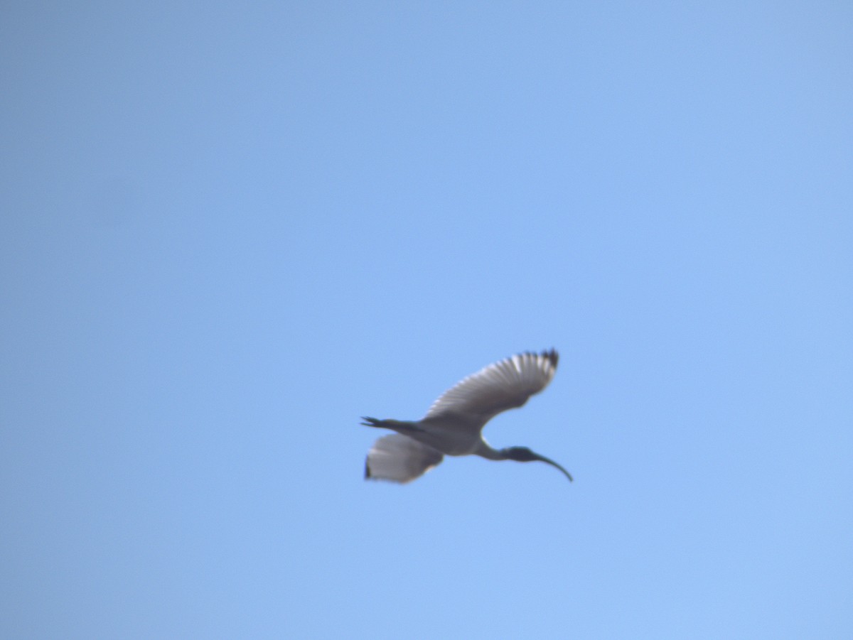Australian Ibis - ML642203564