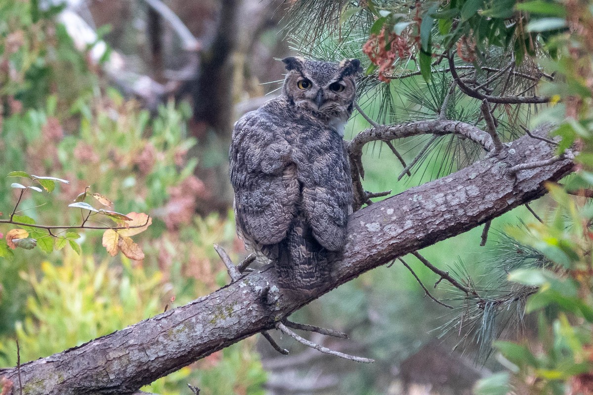 Great Horned Owl - ML642203567