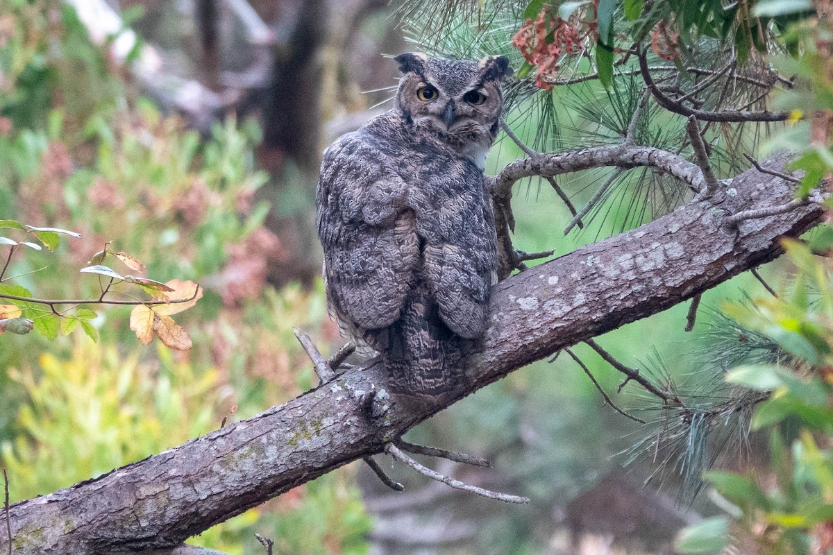 Great Horned Owl - ML642203569
