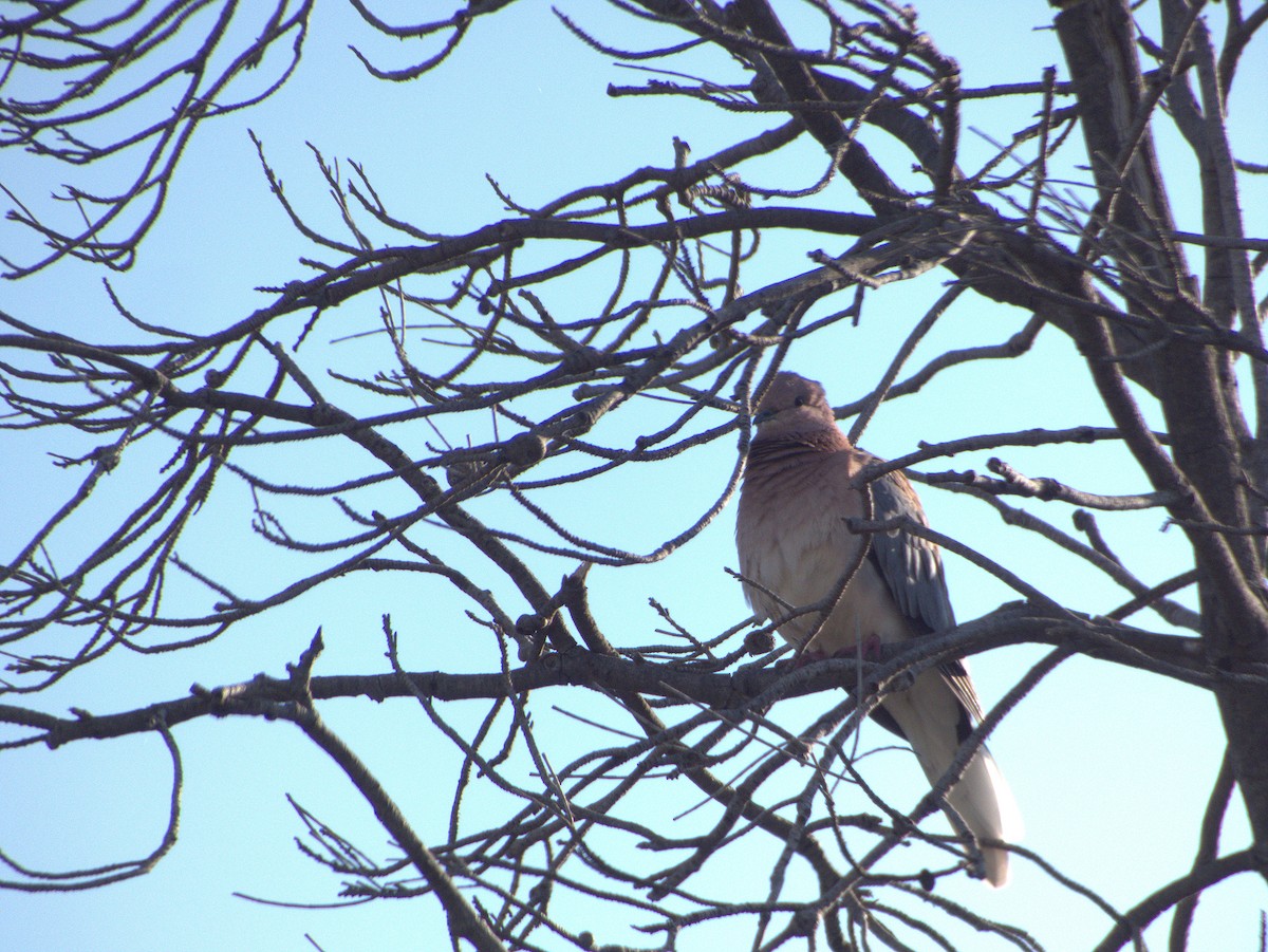 Laughing Dove - ML642203570